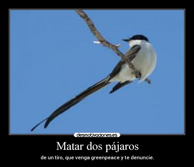 Matar dos pájaros -