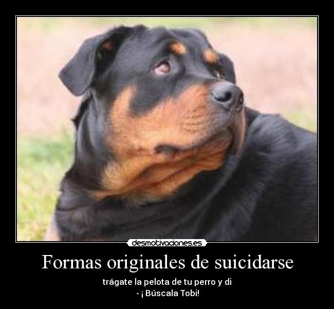 Formas originales de suicidarse - trágate la pelota de tu perro y di
- ¡ Búscala Tobi!