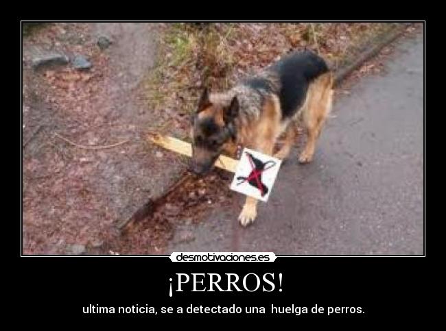 ¡PERROS! - ultima noticia, se a detectado una huelga de perros.