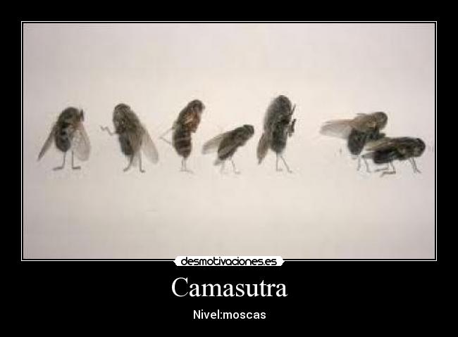 Camasutra - Nivel:moscas