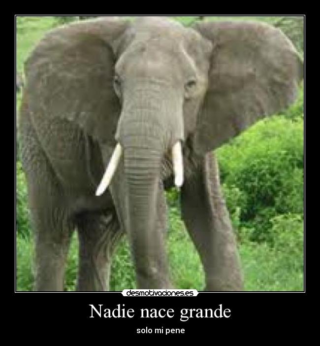 Nadie nace grande - solo mi pene