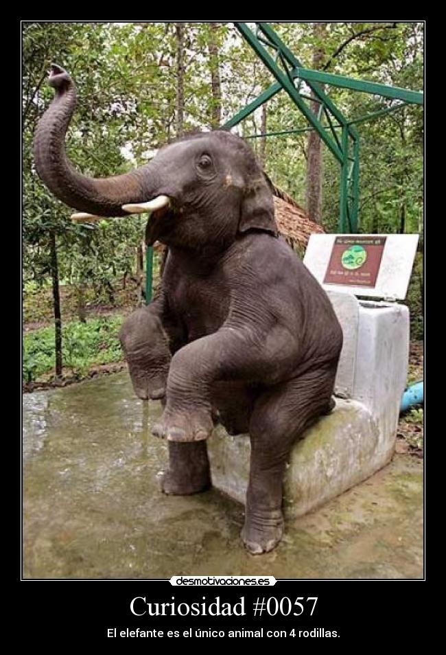 Curiosidad #0057 -