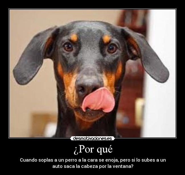 ¿Por qué - Cuando soplas a un perro a la cara se enoja, pero si lo subes a un
auto saca la cabeza por la ventana?