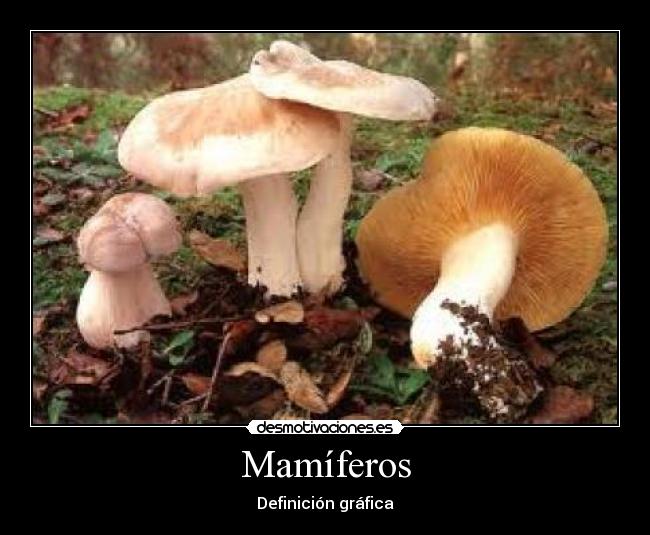 Mamíferos - Definición gráfica