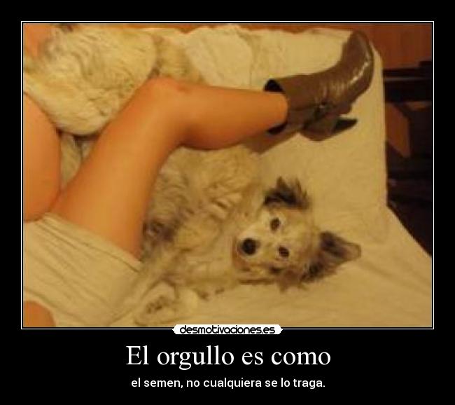 El orgullo es como -