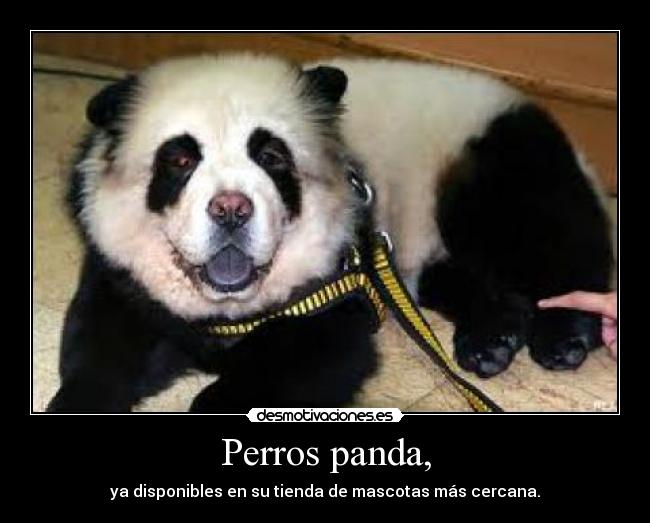 carteles miguel100one clanantifas kaf clanhoygan 0o0o0o0o0o0o0o0o0o0o0 challengeacceptedd pone burro desmotivaciones