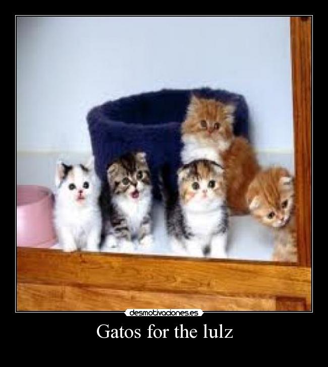 Gatos for the lulz - 