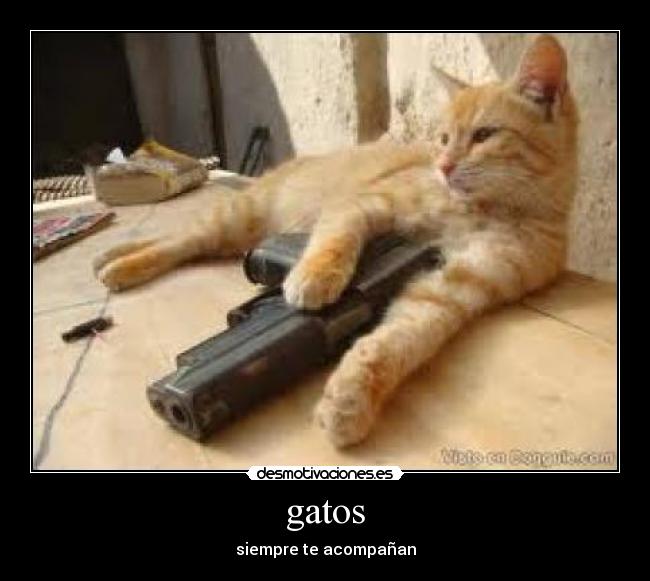gatos -