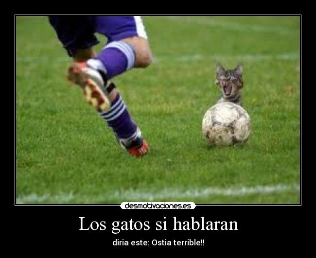 Los gatos si hablaran -