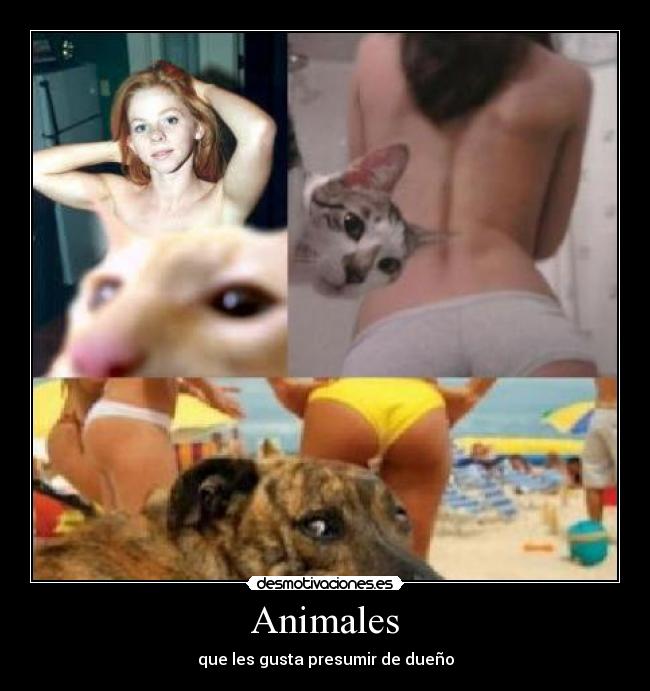 Animales - que les gusta presumir de dueño