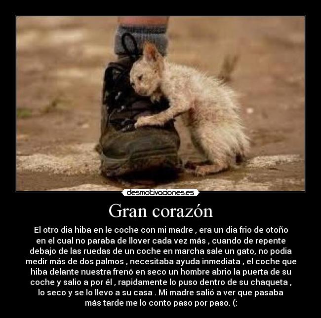 Gran corazón - El otro dia hiba en le coche con mi madre , era un dia frio de otoño
en el cual no paraba de llover cada vez más , cuando de repente
debajo de las ruedas de un coche en marcha sale un gato, no podia
medir más de dos palmos , necesitaba ayuda inmediata , el coche que
hiba delante nuestra frenó en seco un hombre abrio la puerta de su
coche y salio a por él , rapidamente lo puso dentro de su chaqueta ,
lo seco y se lo llevo a su casa . Mi madre salió a ver que pasaba
más tarde me lo conto paso por paso. (: