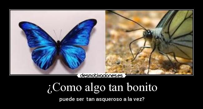 ¿Como algo tan bonito -
