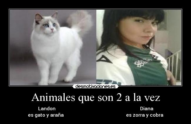 Animales que son 2 a la vez - 