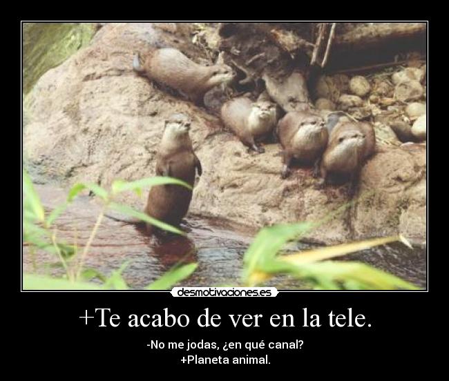 +Te acabo de ver en la tele. - -No me jodas, ¿en qué canal?
+Planeta animal.
