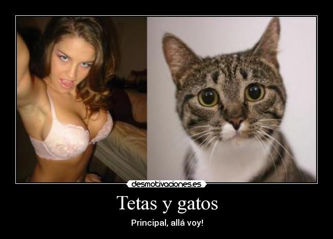 Tetas y gatos -
