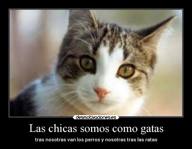 Las chicas somos como gatas - 