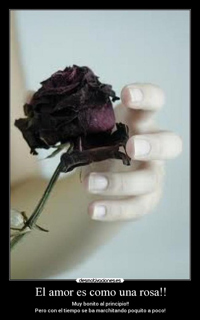 El amor es como una rosa!! -