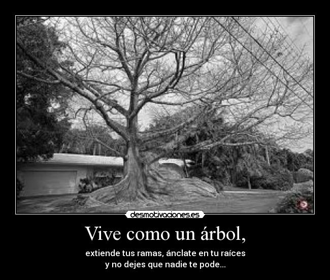Vive como un árbol, - extiende tus ramas, ánclate en tu raíces
y no dejes que nadie te pode...