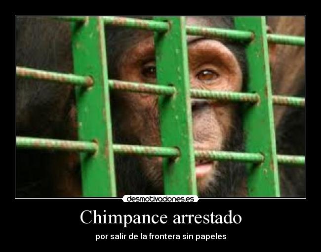 Chimpance arrestado - 