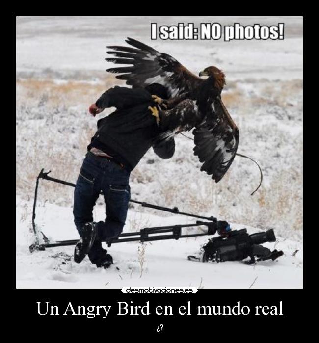 Un Angry Bird en el mundo real - ¿?