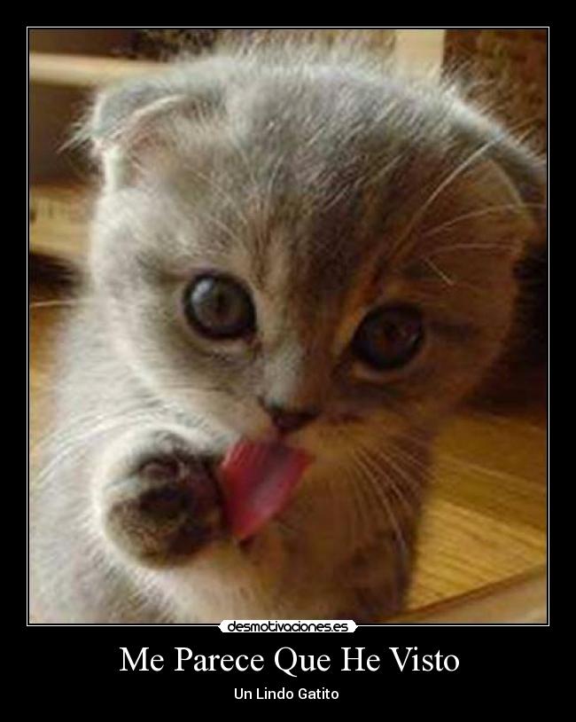 Me Parece Que He Visto - Un Lindo Gatito ♥