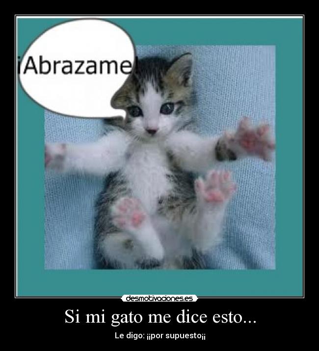 Si mi gato me dice esto... - 
