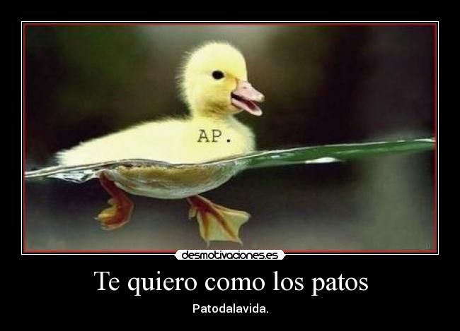 Te quiero como los patos - Patodalavida.