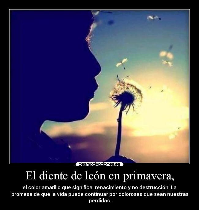 El diente de león en primavera, - el color amarillo que significa renacimiento y no destrucción. La
promesa de que la vida puede continuar por dolorosas que sean nuestras
pérdidas.