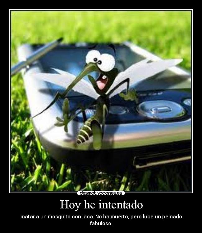 Hoy he intentado - matar a un mosquito con laca. No ha muerto, pero luce un peinado fabuloso.