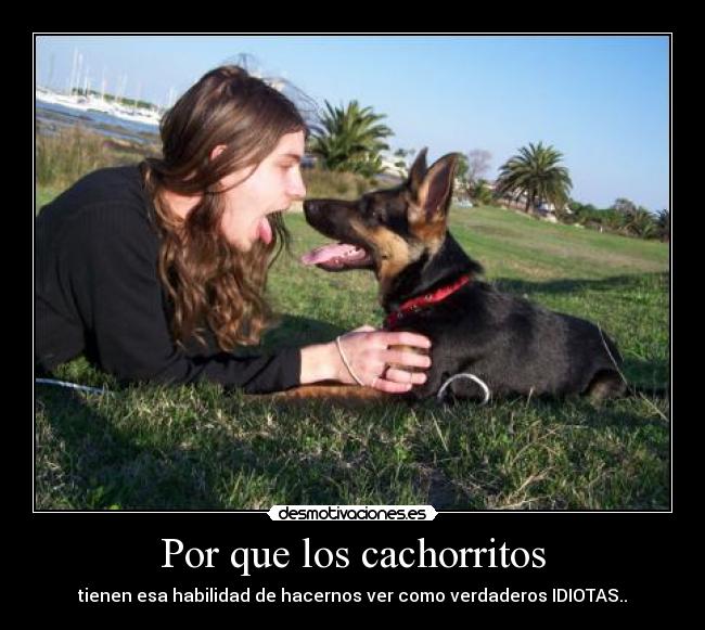 Por que los cachorritos - 