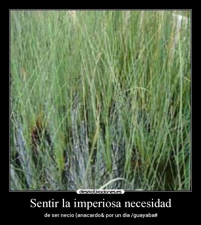 Sentir la imperiosa necesidad - de ser necio (anacardo& por un día /guayaba#