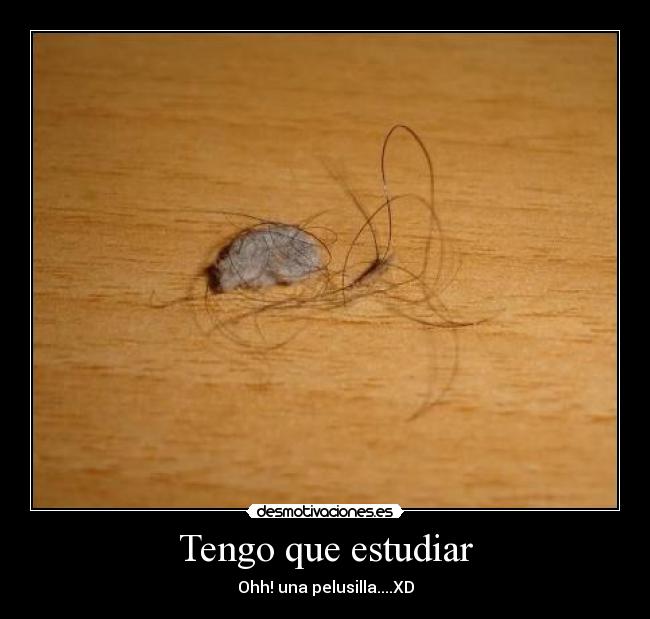Tengo que estudiar - Ohh! una pelusilla....XD