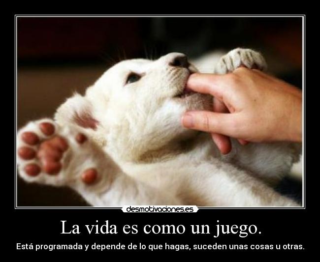 carteles vida perrito mono dedo vida juego cosas desmotivaciones
