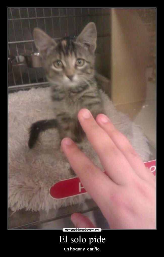 El solo pide - un hogar y  cariño.