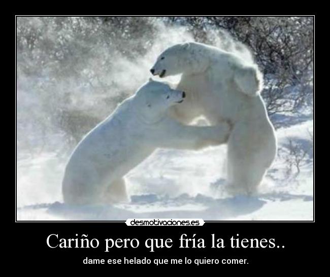 carteles osos perpertidos desmotivaciones