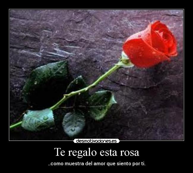 Te regalo esta rosa - ..como muestra del amor que siento por ti.