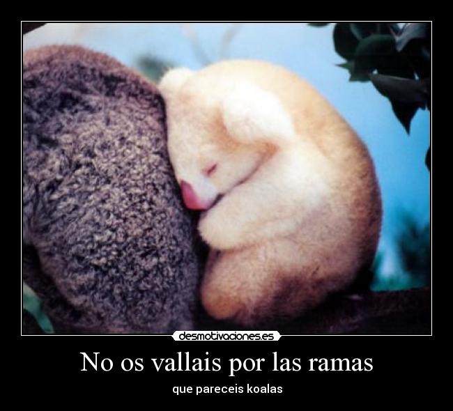 No os vallais por las ramas - que pareceis koalas