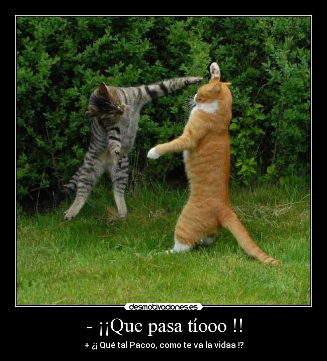 carteles gatos gatos everywhere desmotivaciones