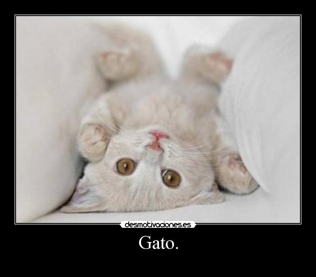 Gato. -