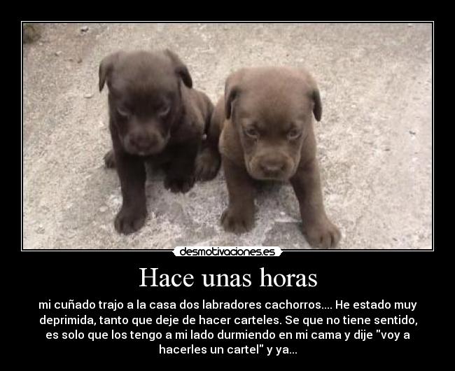 Hace unas horas - mi cuñado trajo a la casa dos labradores cachorros.... He estado muy
deprimida, tanto que deje de hacer carteles. Se que no tiene sentido,
es solo que los tengo a mi lado durmiendo en mi cama y dije voy a
hacerles un cartel y ya...