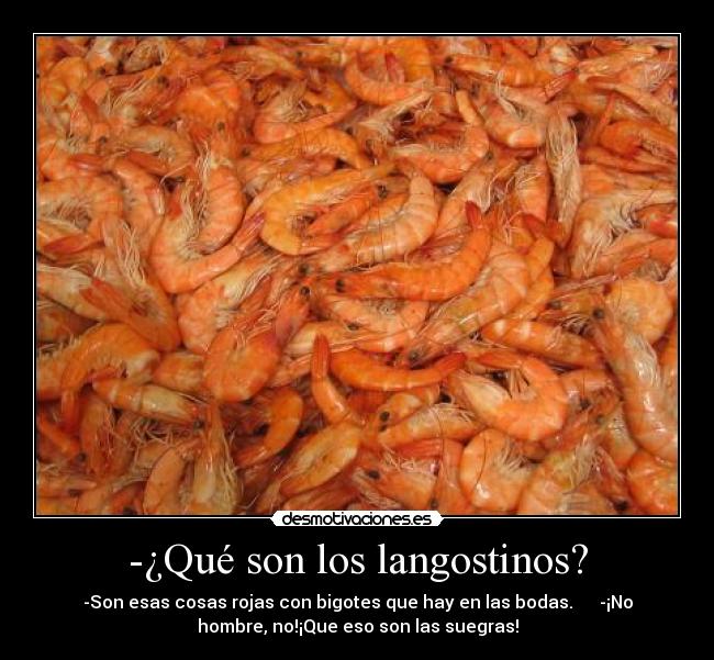 -¿Qué son los langostinos? - -Son esas cosas rojas con bigotes que hay en las bodas. -¡No
hombre, no!¡Que eso son las suegras!