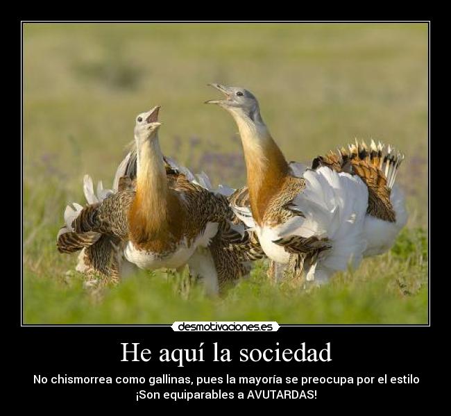 carteles sociedad sociedad avutarda gallina exterioridad apariencia nart bellum veritatis desmotivaciones