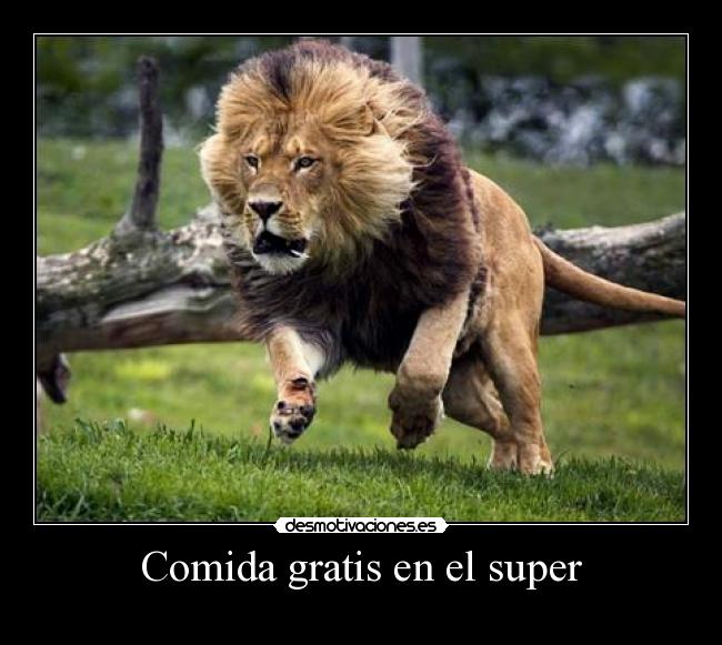 carteles comida somos como leones que vemos comemos desmotivaciones