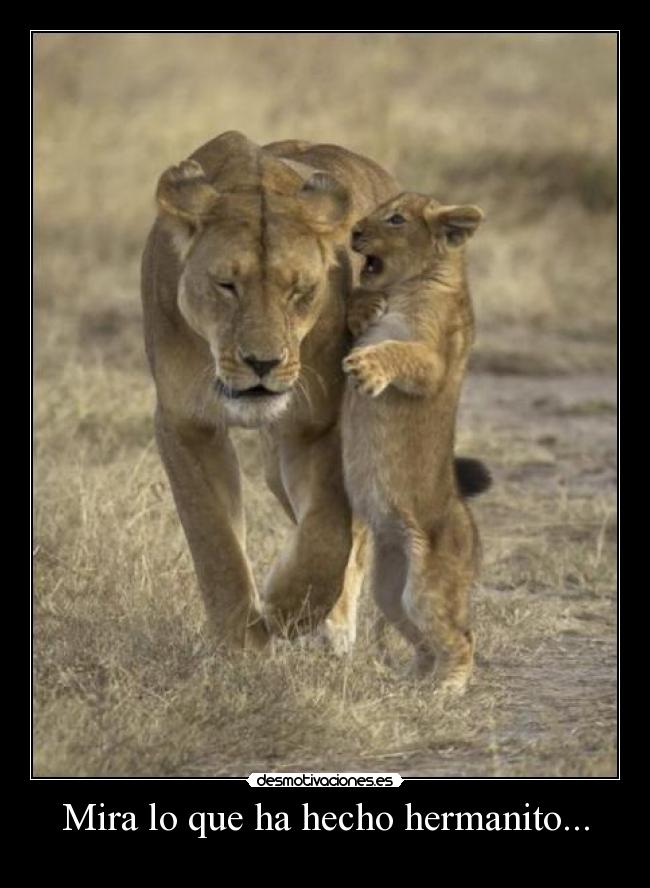 Mira lo que ha hecho hermanito... - 