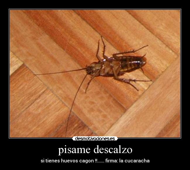pisame descalzo - 