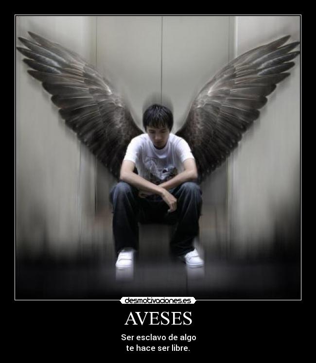 AVESES -