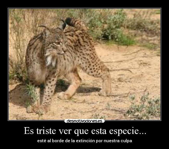 Es triste ver que esta especie... - esté al borde de la extinción por nuestra culpa