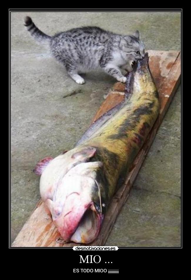 MIO ... - ES TODO MIOO ¡¡¡¡¡¡¡¡¡