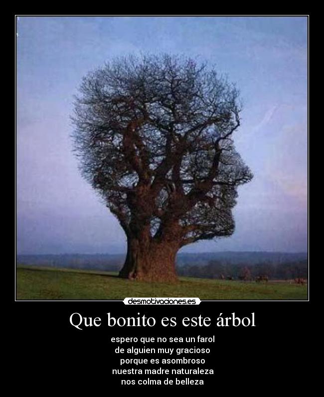 Que bonito es este árbol -