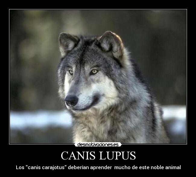 CANIS LUPUS -